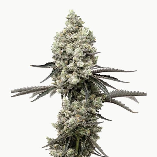 Grown Rogue - Grown Rogue | Cheetah Piss | Flower - 1