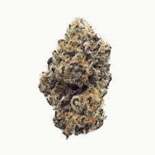 Cannafeen - PURPLE PUNCH - 1