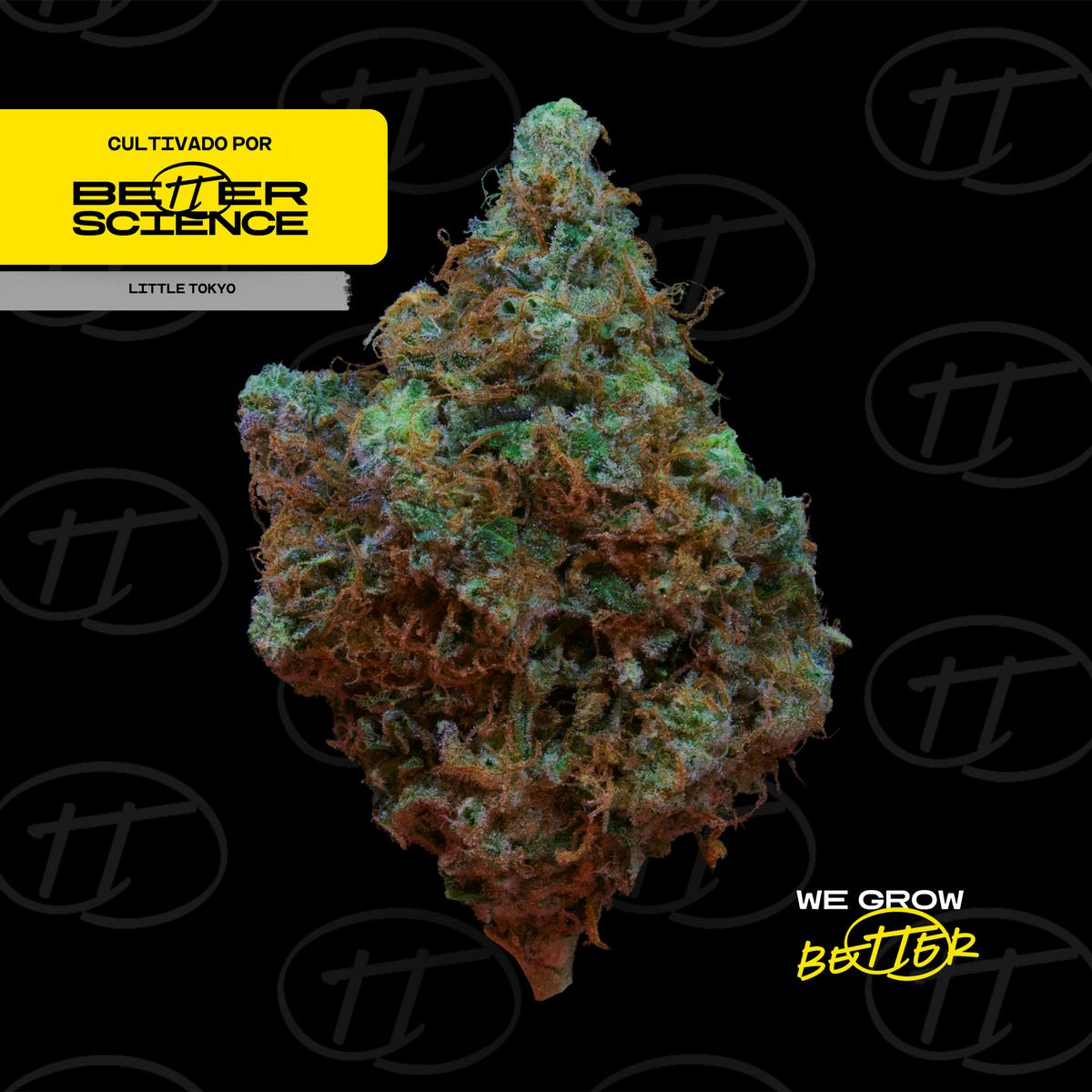 Better Science - BSC - Little Tokyo 1 - Flor - 1