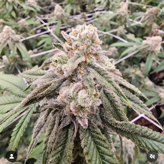 Tao Labs - Swamp Slurricane Indoor Flower - Prerolls - 1