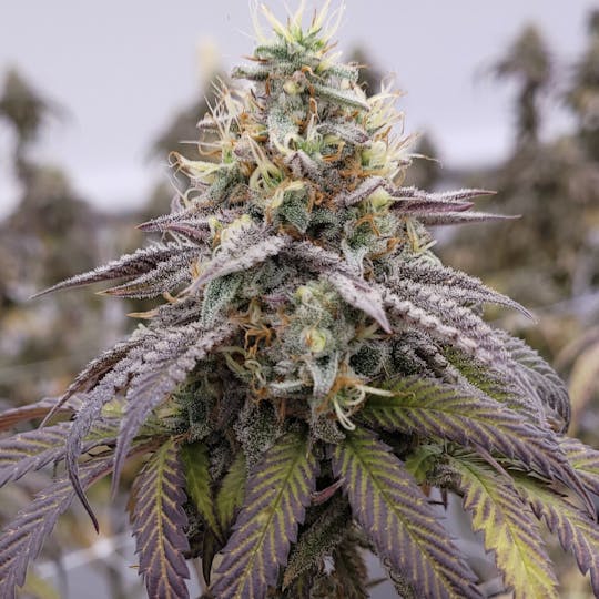 Tao Labs - Peach Breath A Bud Indoor Flower - 1