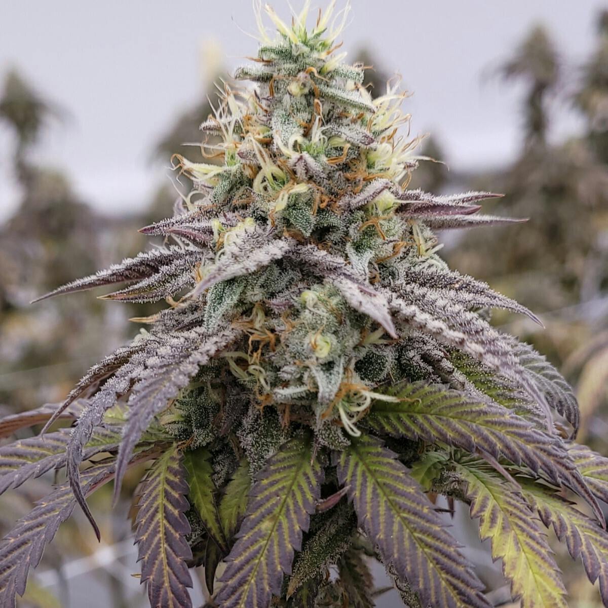 Tao Labs - Peach Breath Indoor Flower - Prerolls - 1