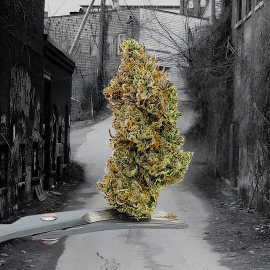 Tao Labs - Panda Cookies Indoor Flower - Prerolls - 1