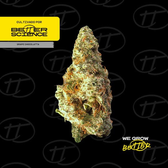 Better Science - BSC - Grape Chocolatta - Flor - 1