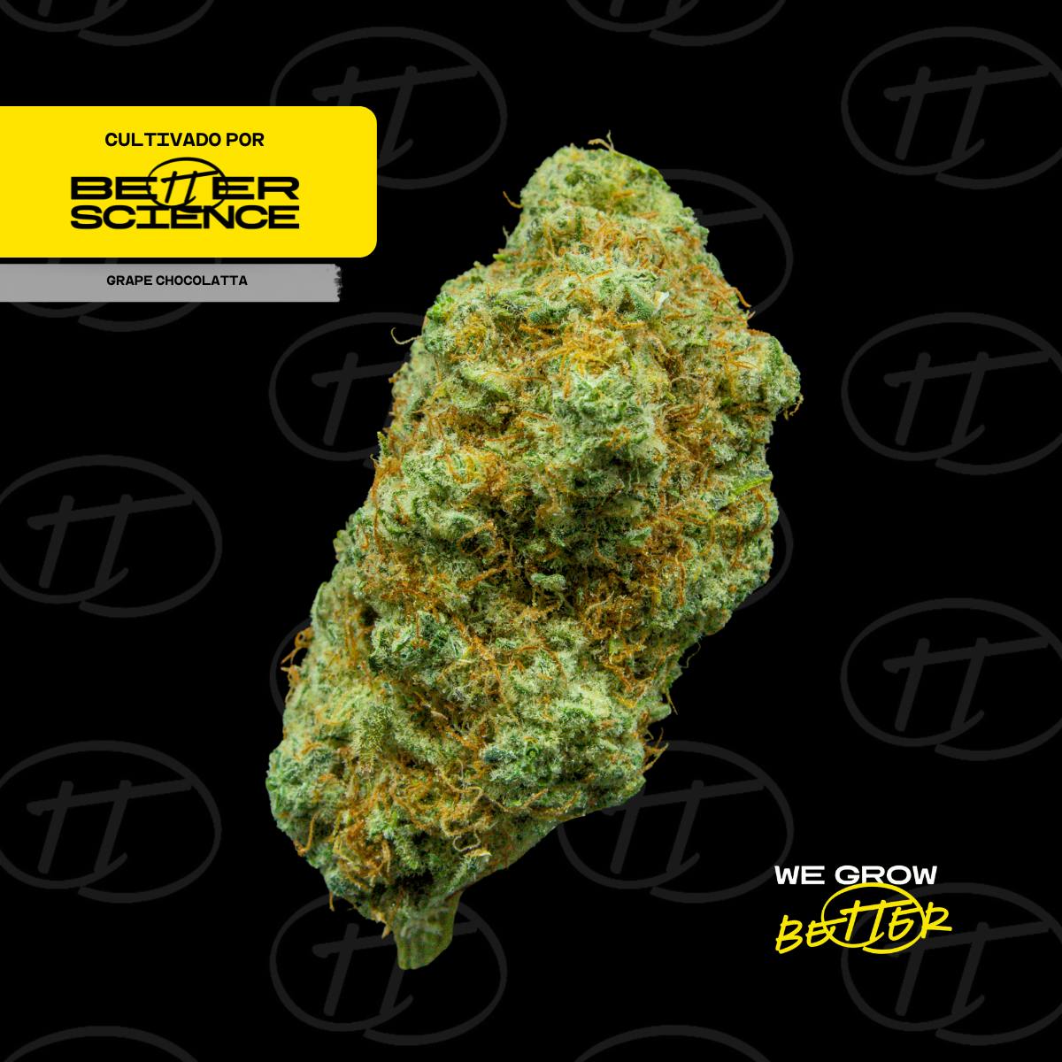 Better Science - BSC - Grape Chocolatta - Flor - 1