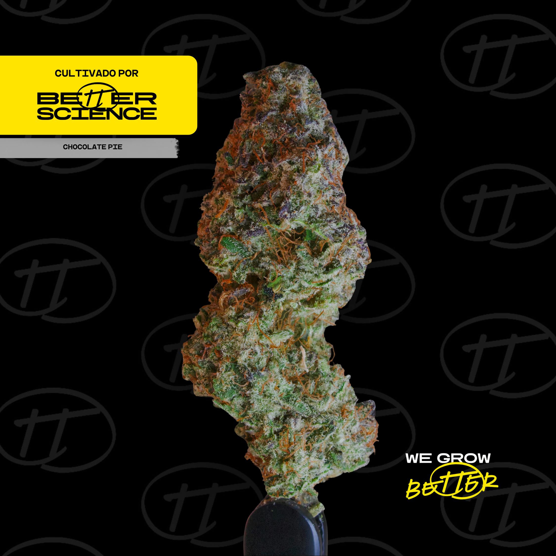 Better Science - BSC - Chocolate Pie 2 - Flor - 1