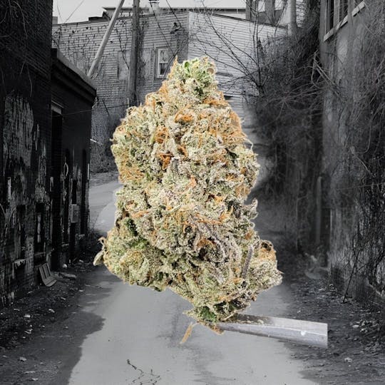 Tao Labs - Mintwoods A Bud Indoor Flower - 1