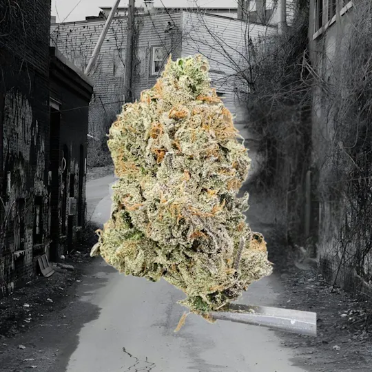 Tao Labs - Tao Labs | MintWoods | Big Buds | 3.5g - 1