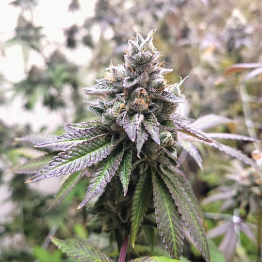 Tao Labs - Mintwoods Indoor Flower - Prerolls - 1