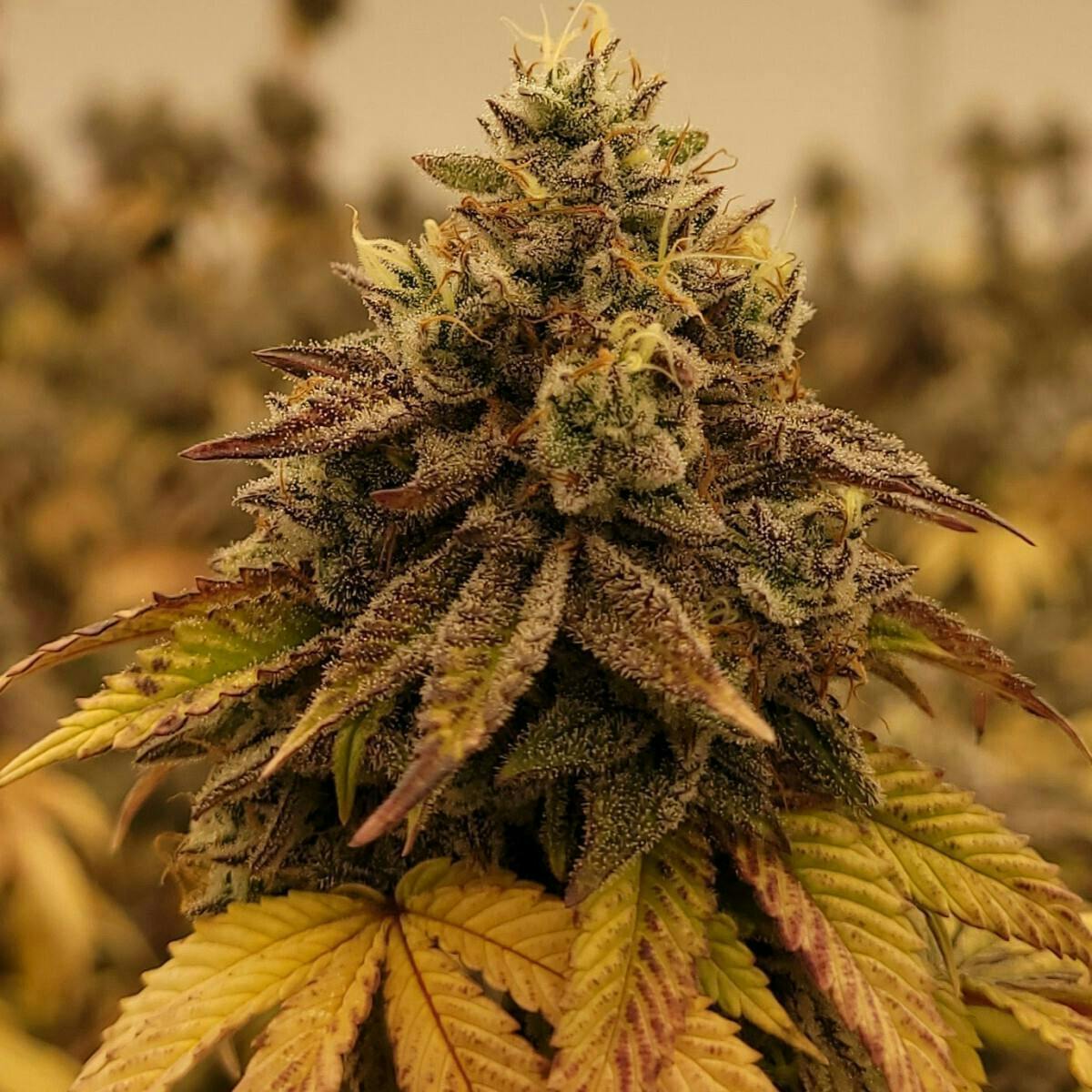Tao Labs - Tao Labs | Iron Lungs | Big Buds | 3.5g - 1
