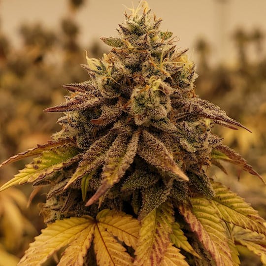 Tao Labs - Iron Lungs Indoor Flower - Prerolls - 1