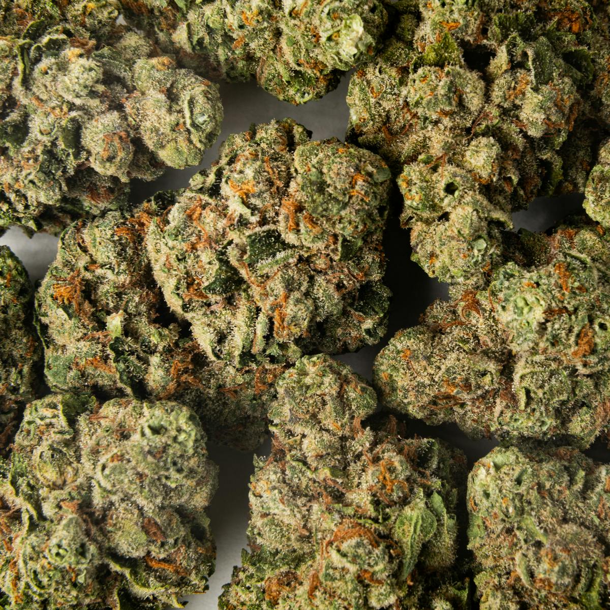 Pacific Stone - Cheetah Piss Sativa (7g) - 1