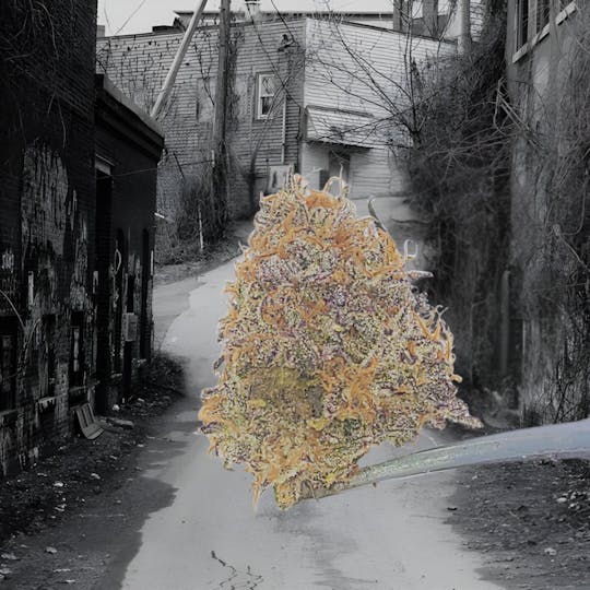 Tao Labs - Candy Sudz Indoor Flower - Prerolls - 1