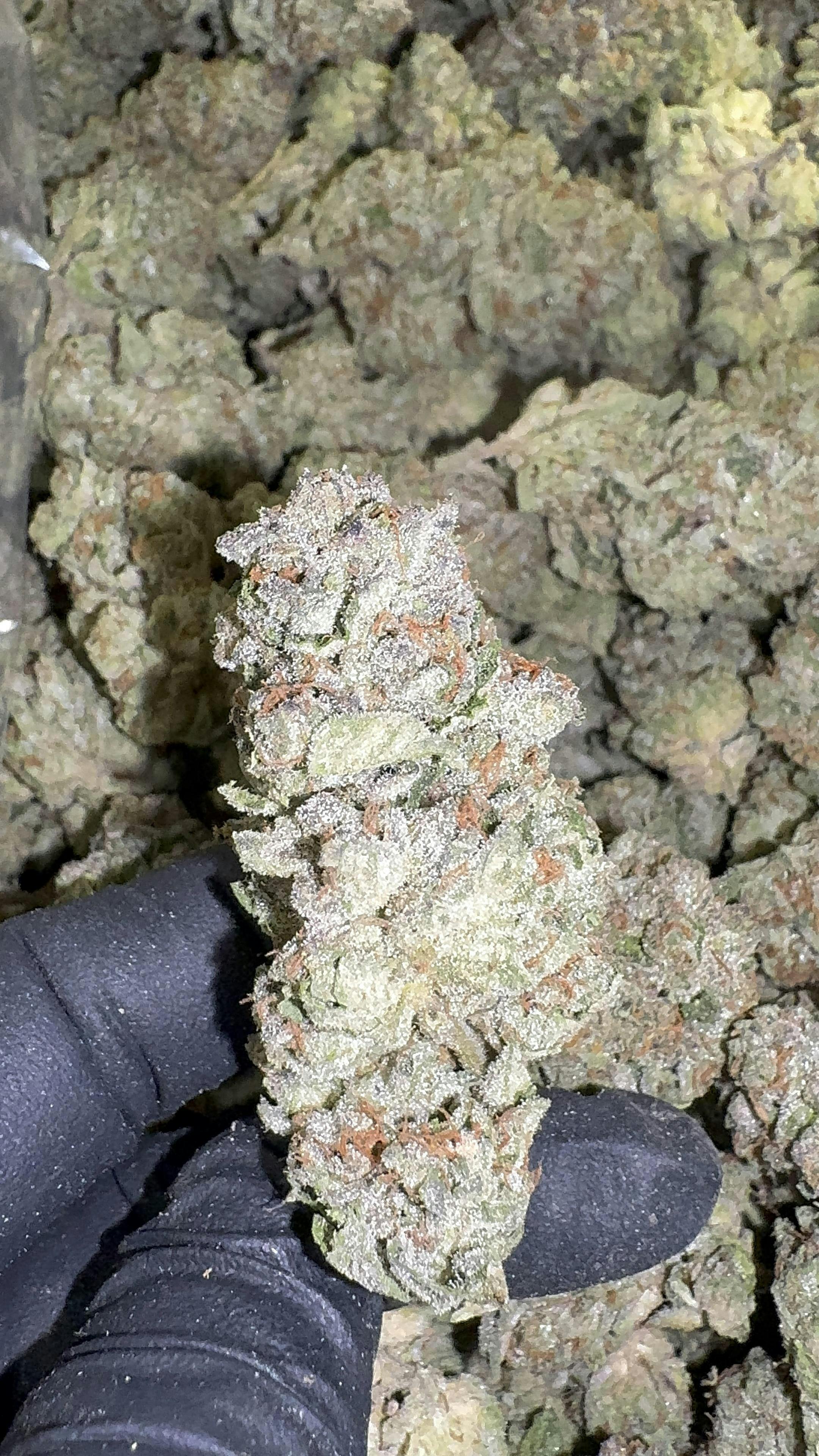 Stash Mountain - Stash Mountain - Animal Face Pound - 1