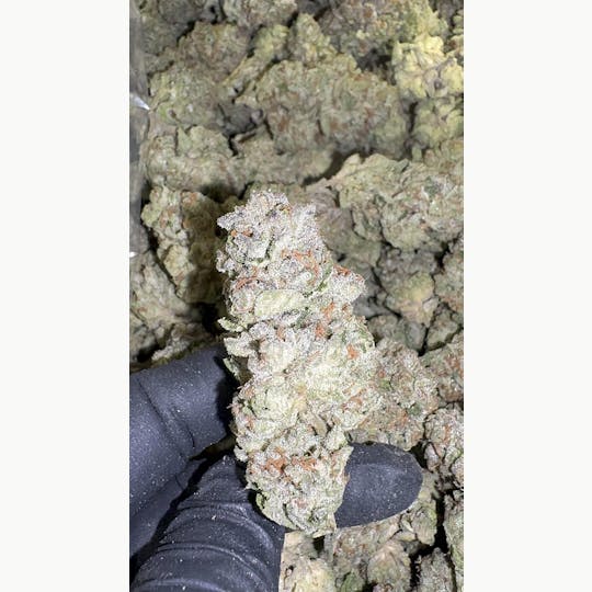 Stash Mountain - Stash Mountain - Animal Face Pound - 1