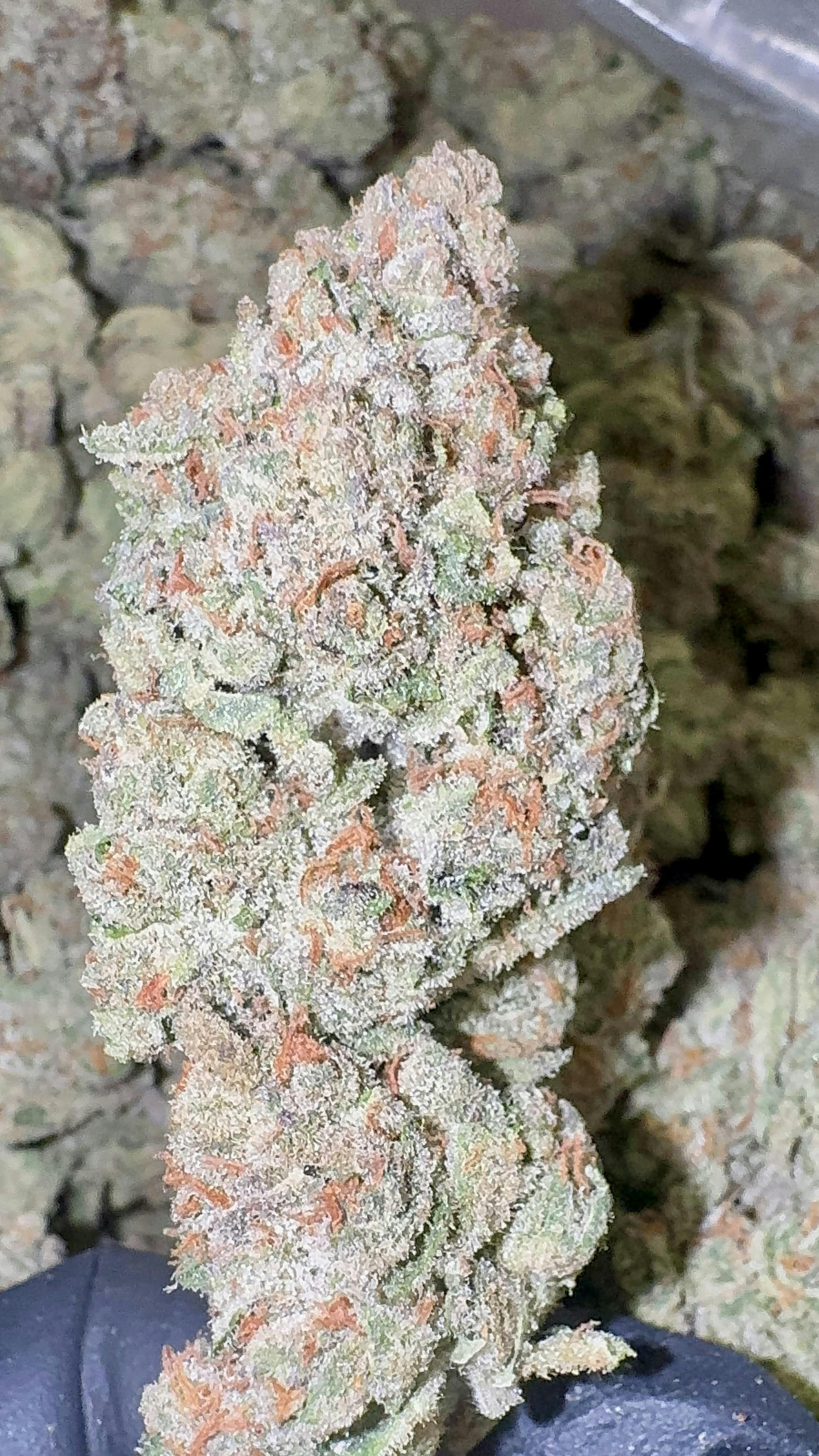 Stash Mountain - Stash Mountain - Lemon Pumpkin Pound - 1