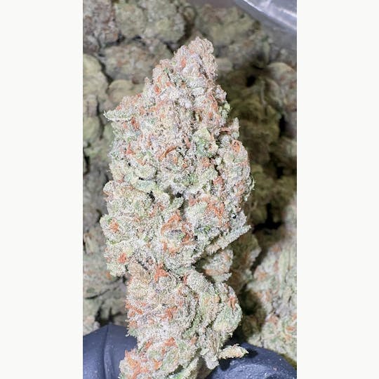 Stash Mountain - Stash Mountain - Lemon Pumpkin Pound - 1