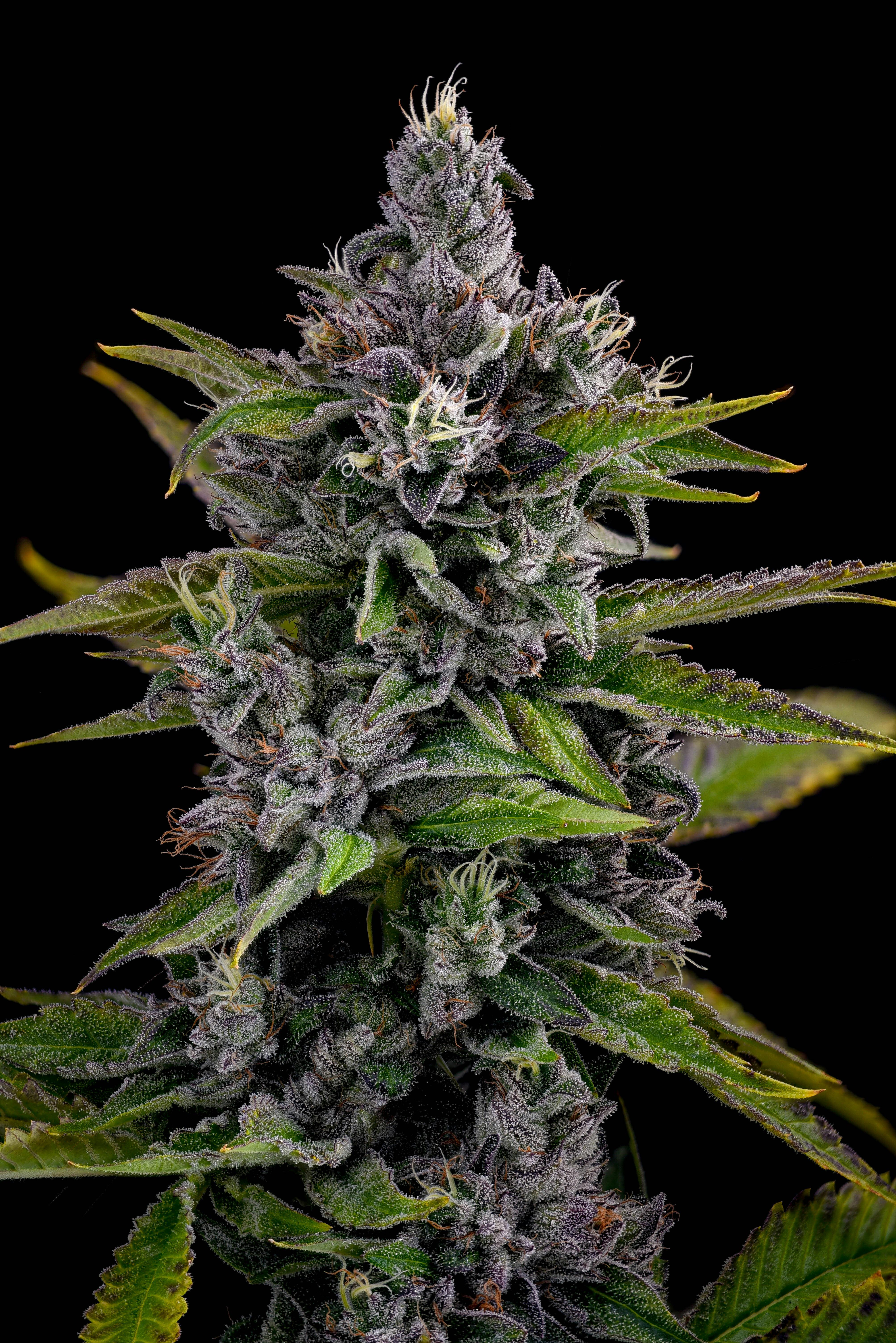 Locol Love - Alien Rock Crystals Flower 3.5g - 1