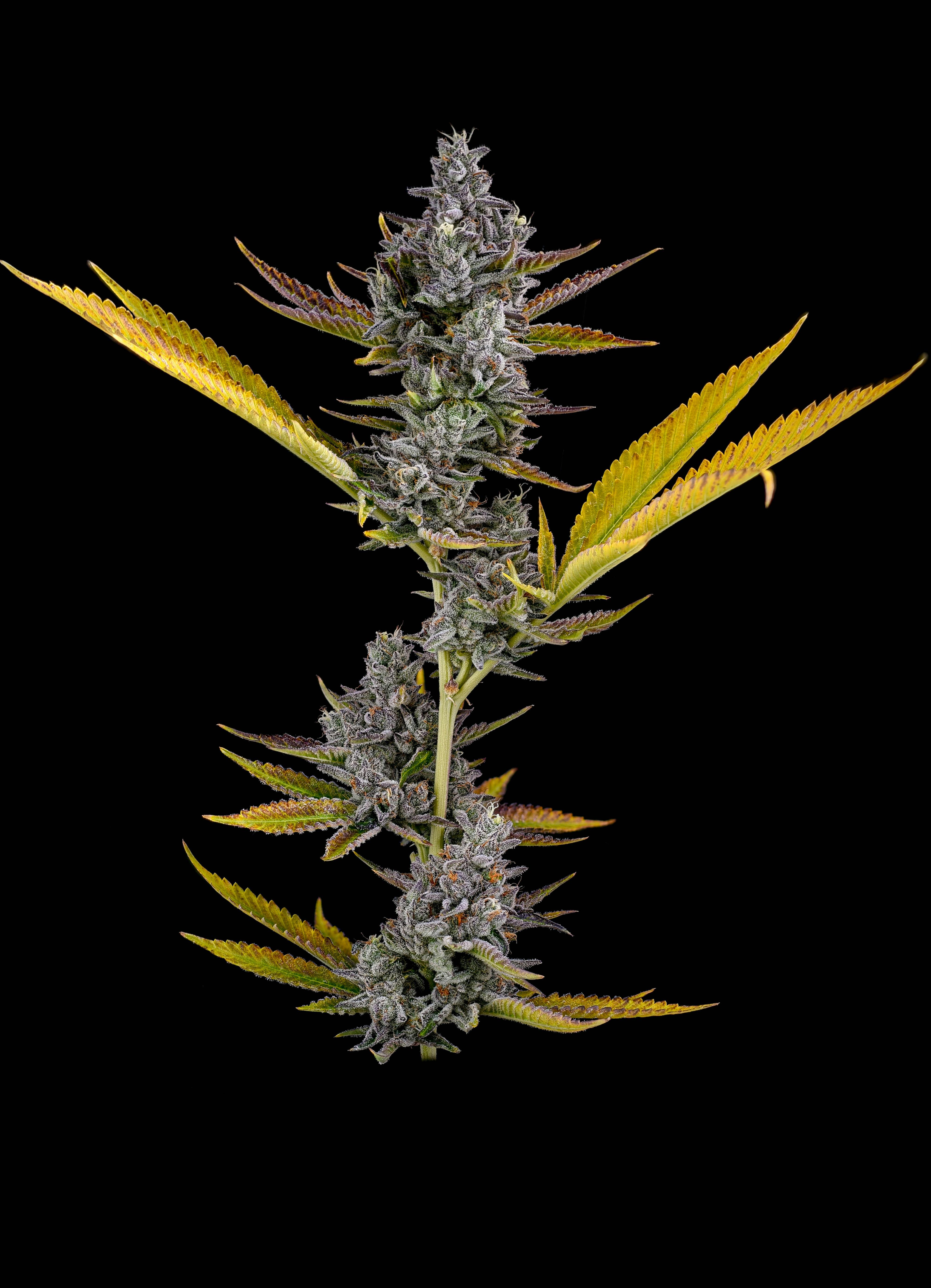 Locol Love - Diablo Flower - 1