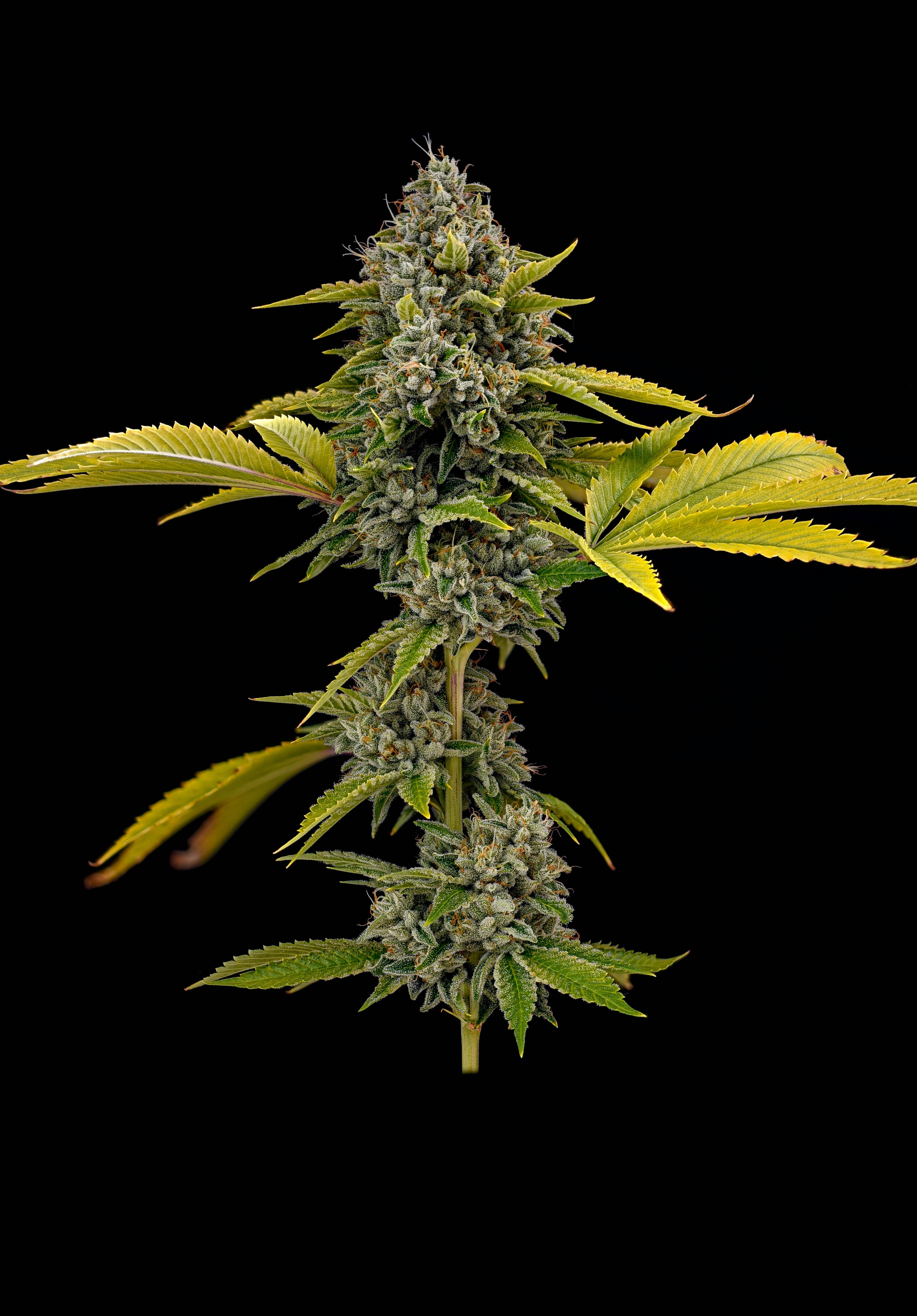 Locol Love - Molotov Flower - 1