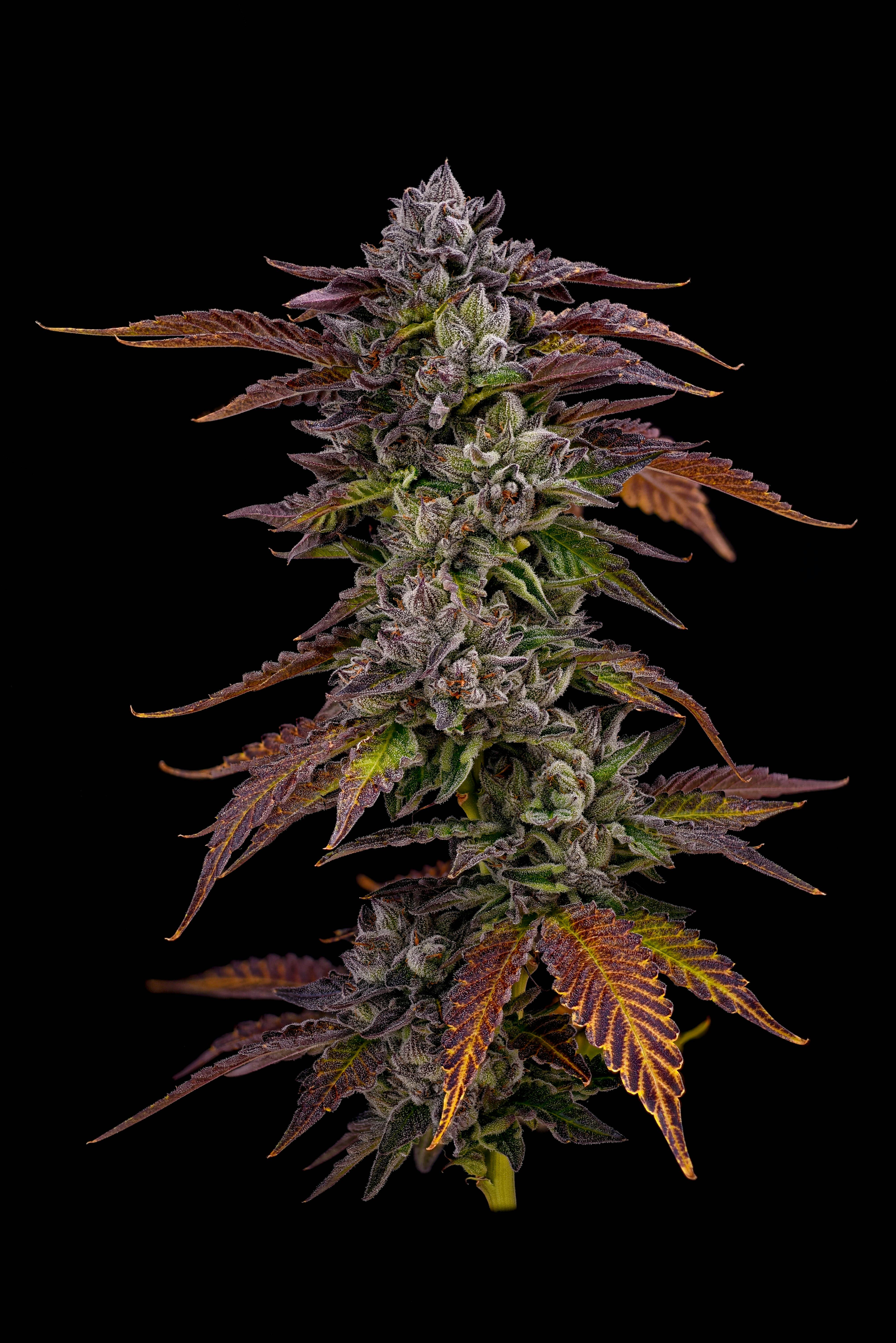 Locol Love - StrawMintz Flower - 1