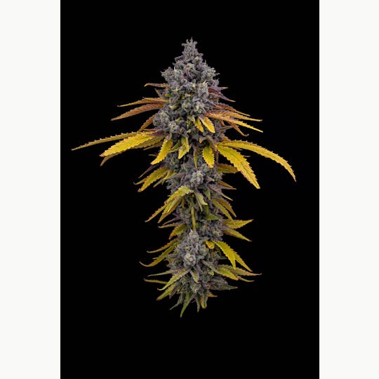 Locol Love - McBurn Flower - 1