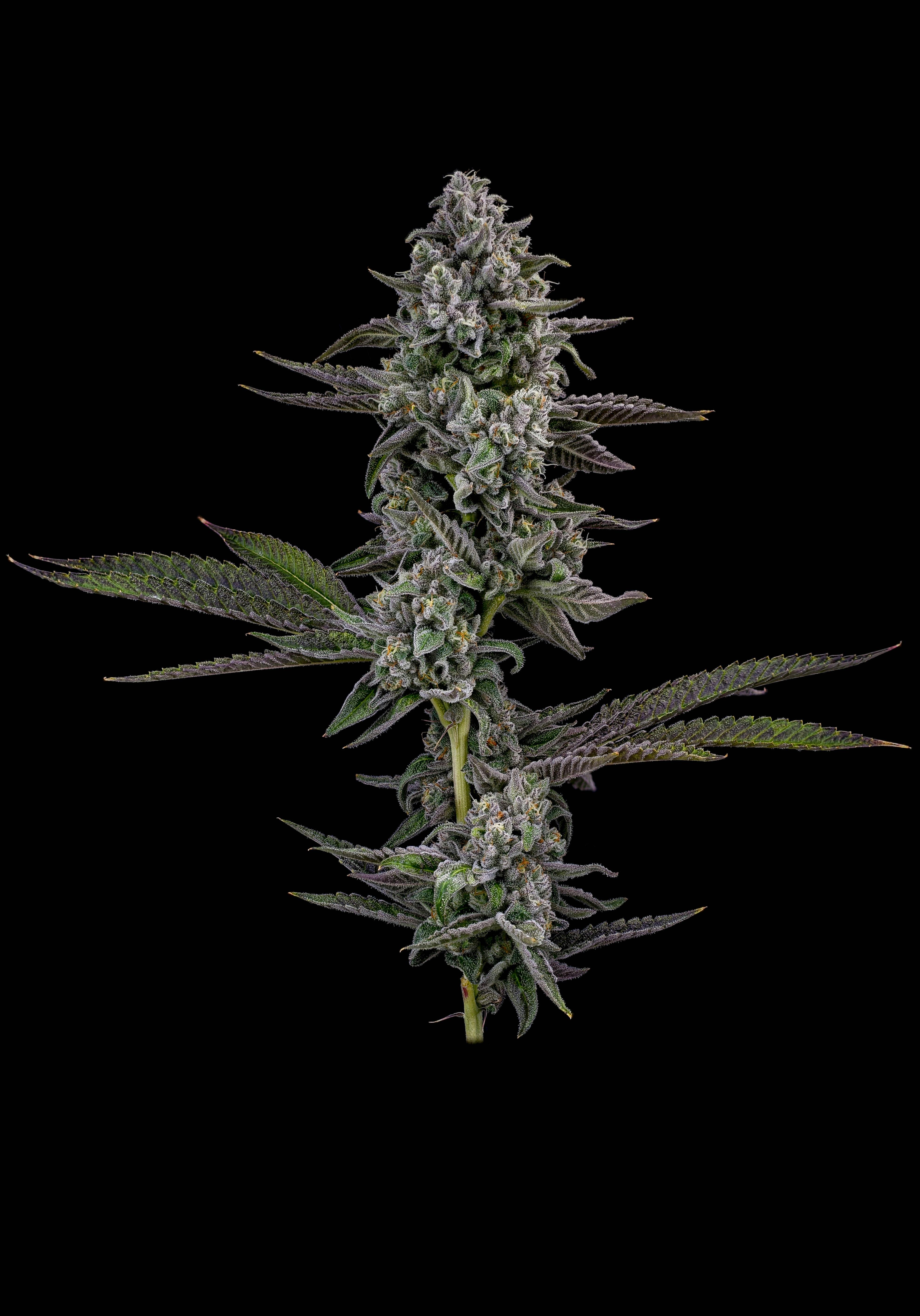 Locol Love - Minties Bulk Flower - 1