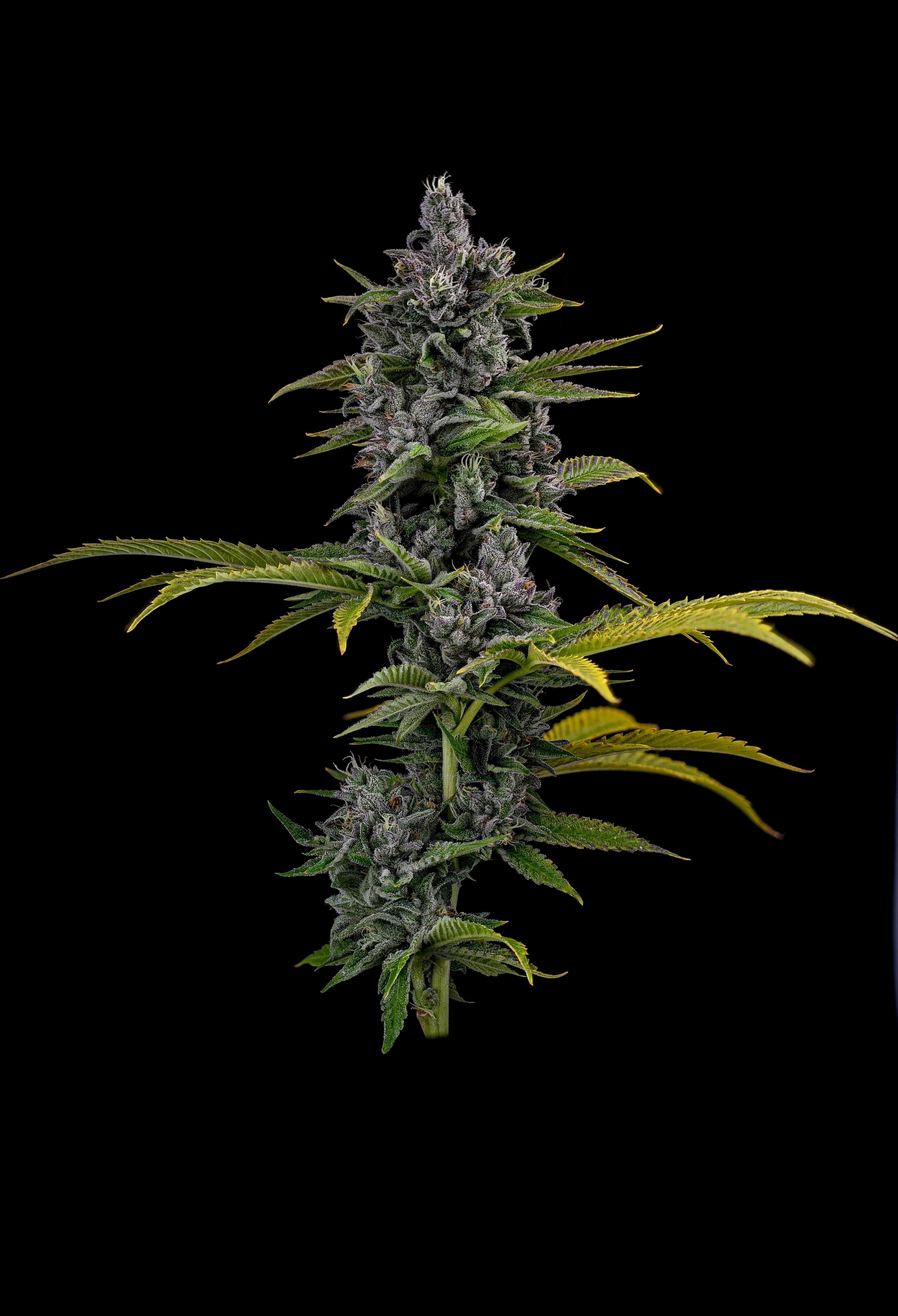 Locol Love - Alien Rock Crystal Bulk Flower - 1