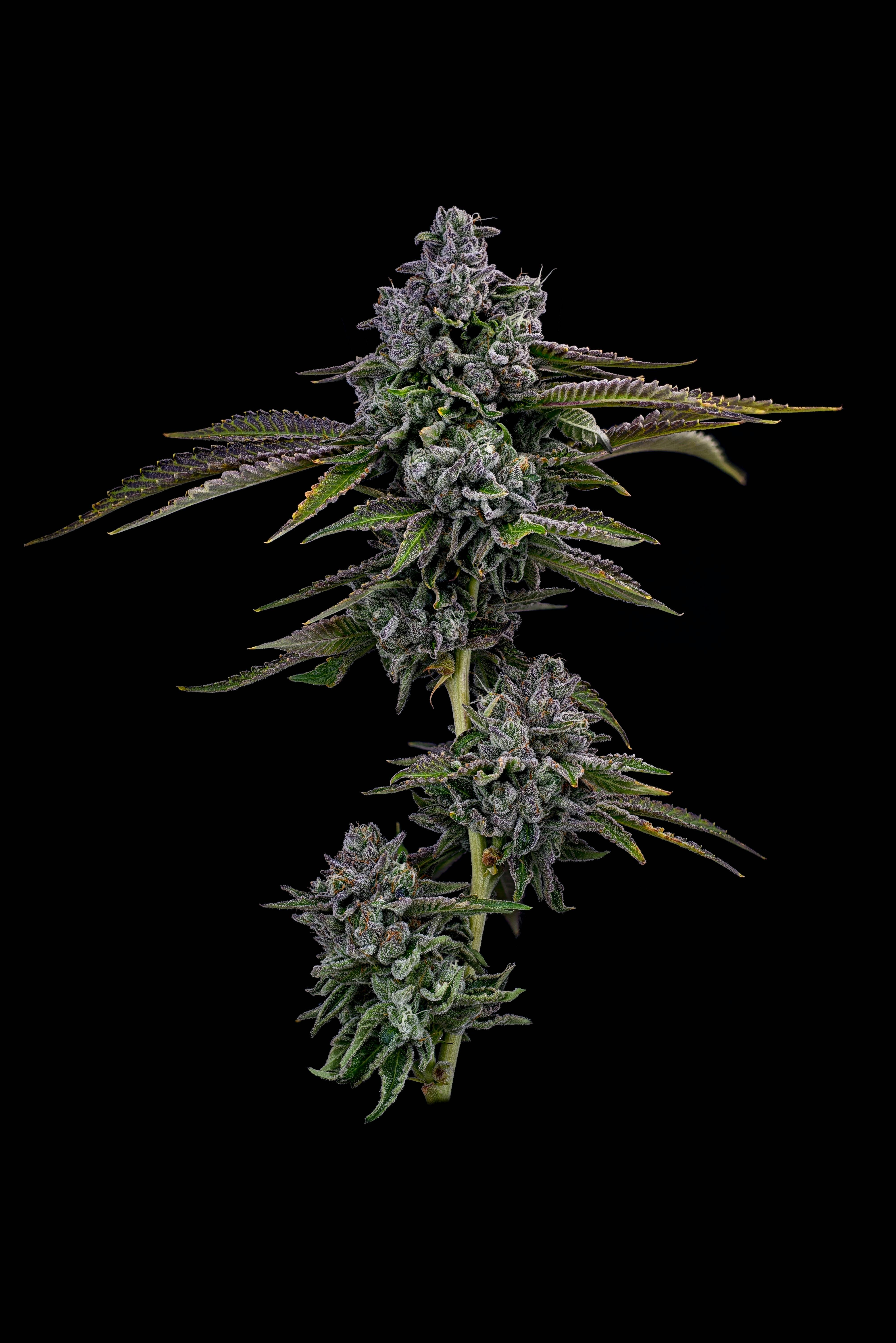 Locol Love - Tarzan Flower - 1