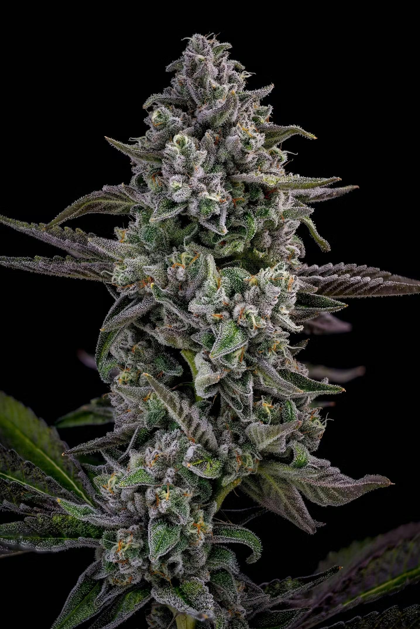Locol Love - GMO Bulk Flower - 1