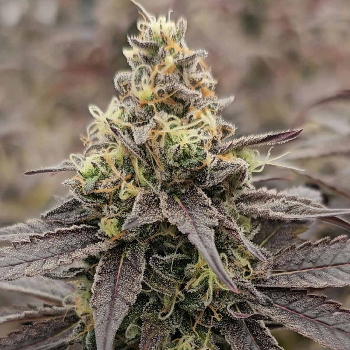 Tao Labs - Baked Banana Indoor Flower - Prerolls - 1