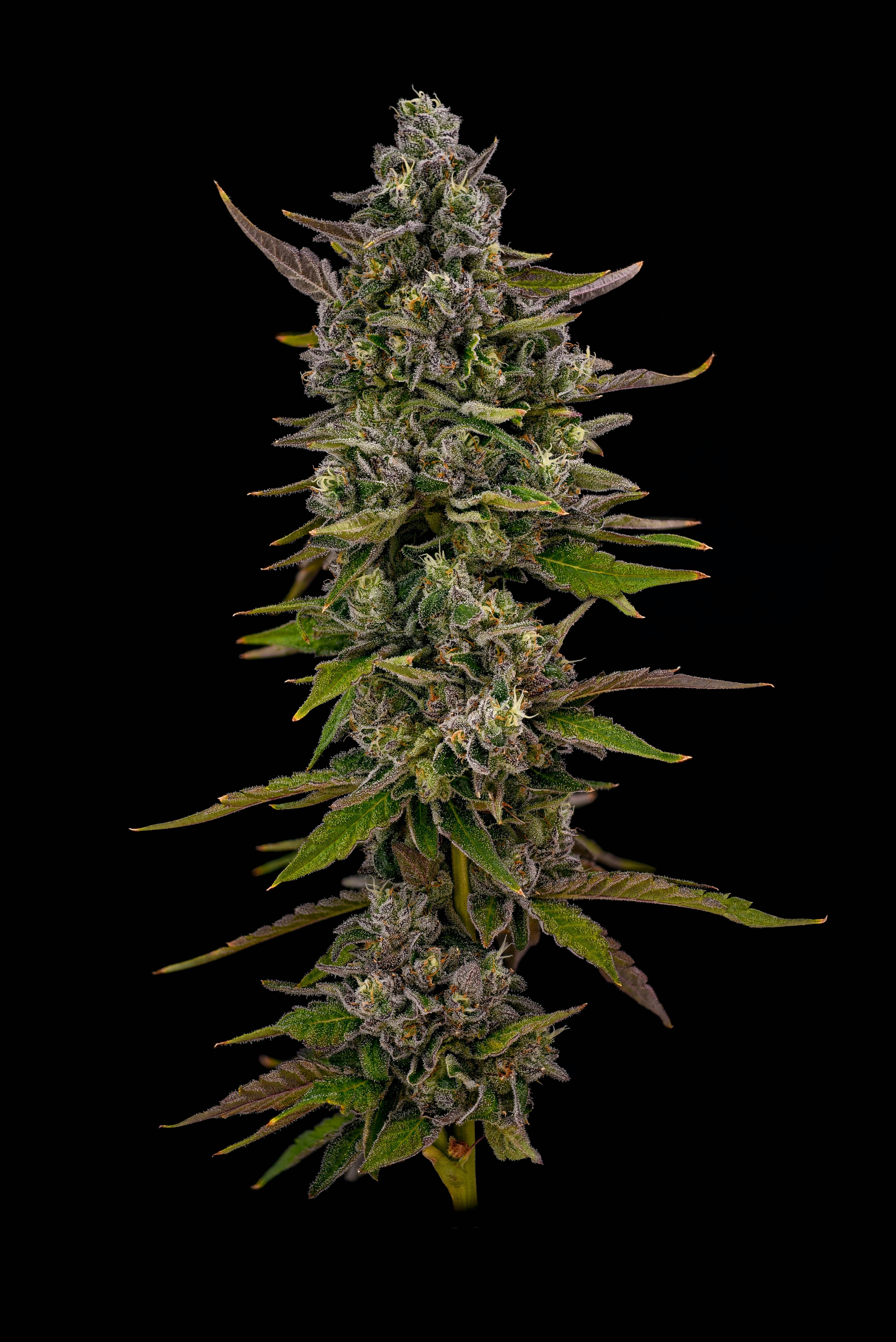 Locol Love - Super Lemon Cheese Bulk Flower - 1