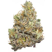 Mota New Mexico - Mota | 3pk Dogwalker Mix #7 - 1