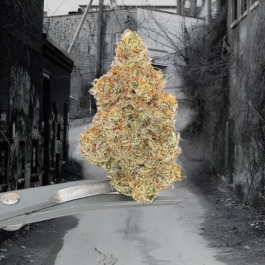 Tao Labs - Choco Mojito A Bud Indoor Flower - 1