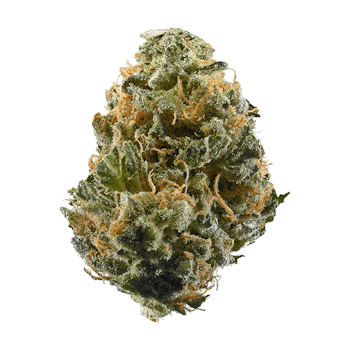 Honest Flower - Honest Flower | GELATO 25 X SFV OG | Big Buds | 14G - 1
