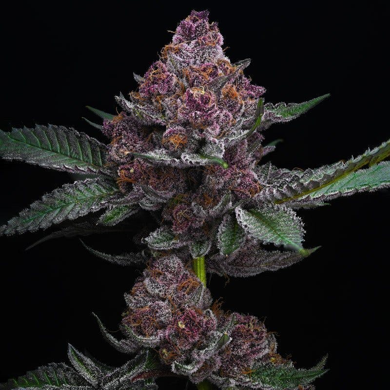 Honest Flower - Honest Flower | CHEETAH RUNTZ | Big Buds | 14G - 1