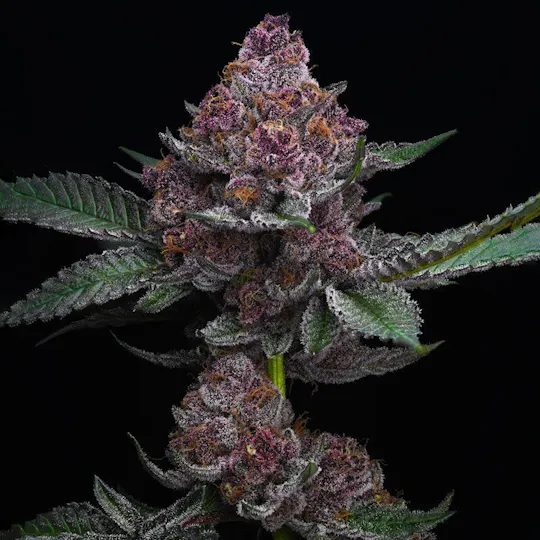 Honest Flower - Honest Flower | CHEETAH RUNTZ | Big Buds | 14G - 1