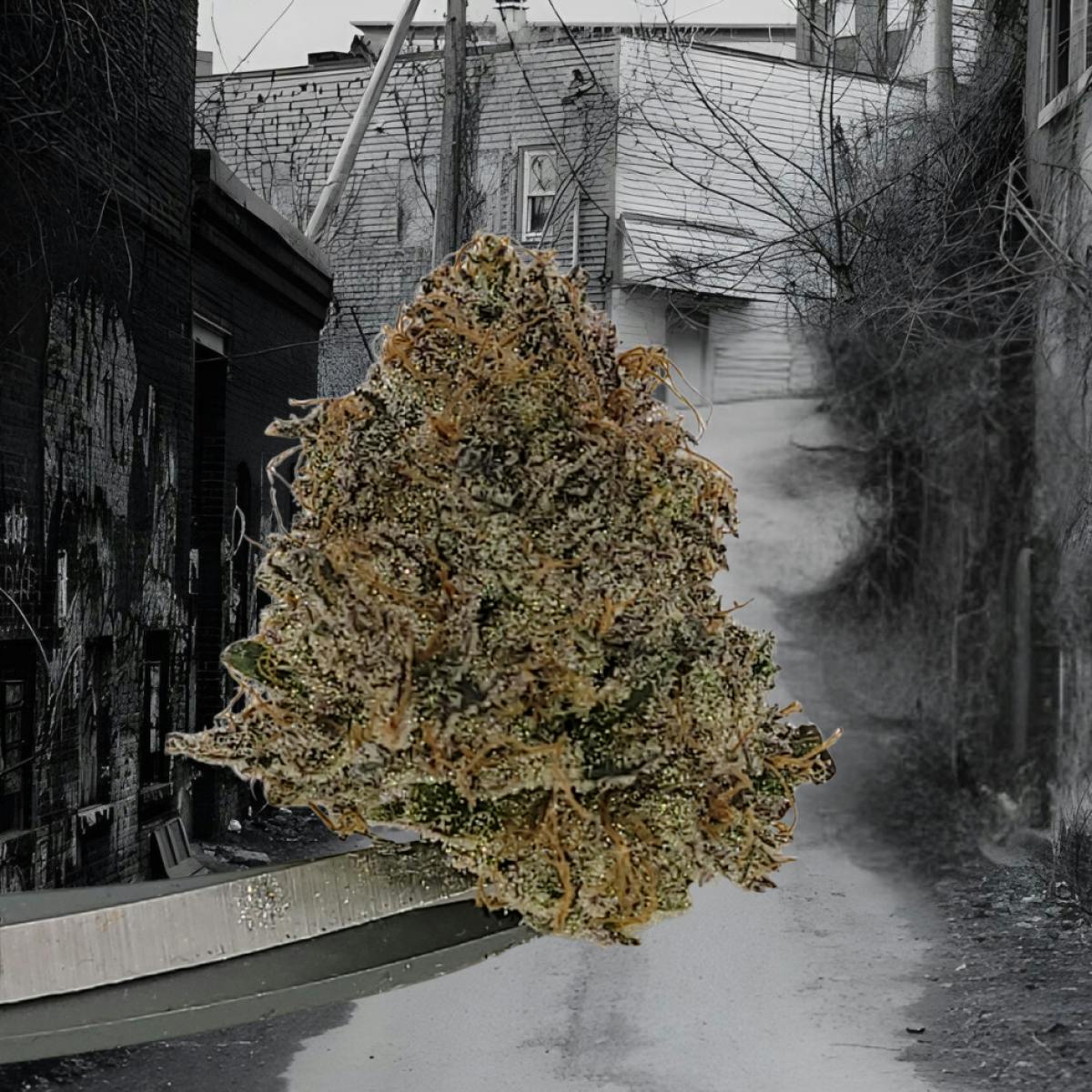 Tao Labs - Cherrylicious A Bud Indoor Flower - 1