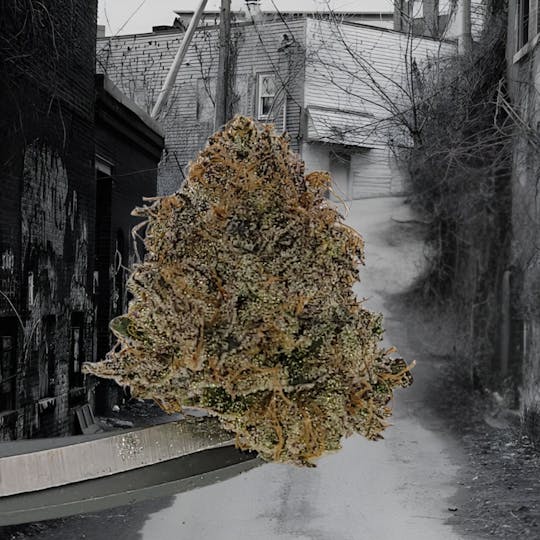 Tao Labs - Cherrylicious A Bud Indoor Flower - 1