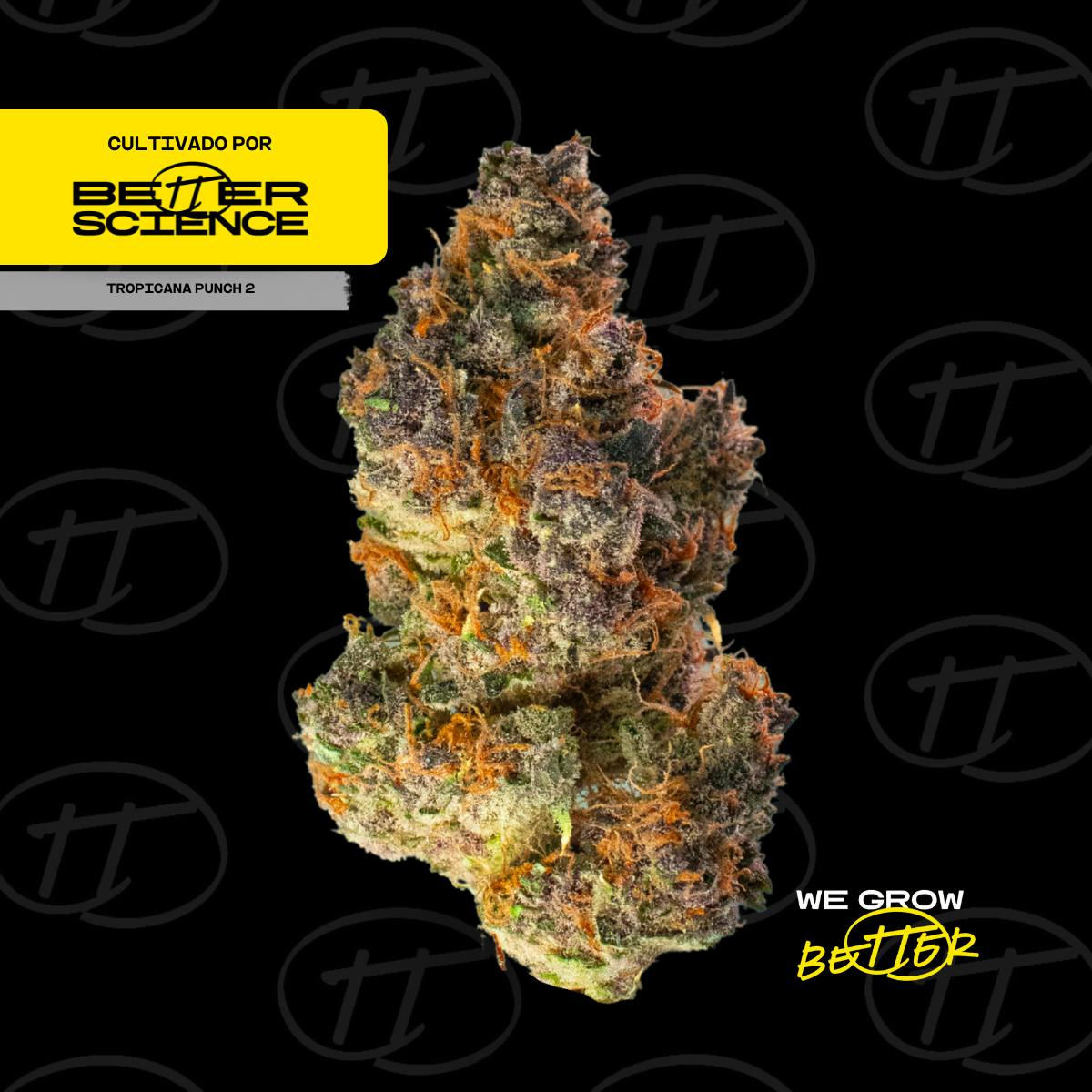 Better Science - BSC - Tropicana Punch 2 Flor - 1