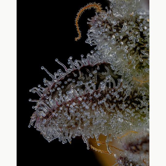 Recreational Habits - Gush Mints - 1