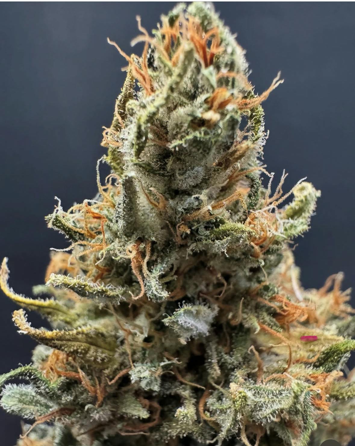 Chiquitas Farms - Dumpster - 1