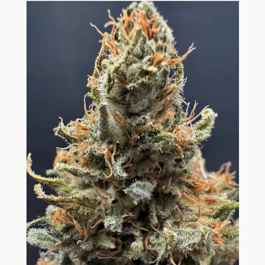 Chiquitas Farms - Dumpster - 1