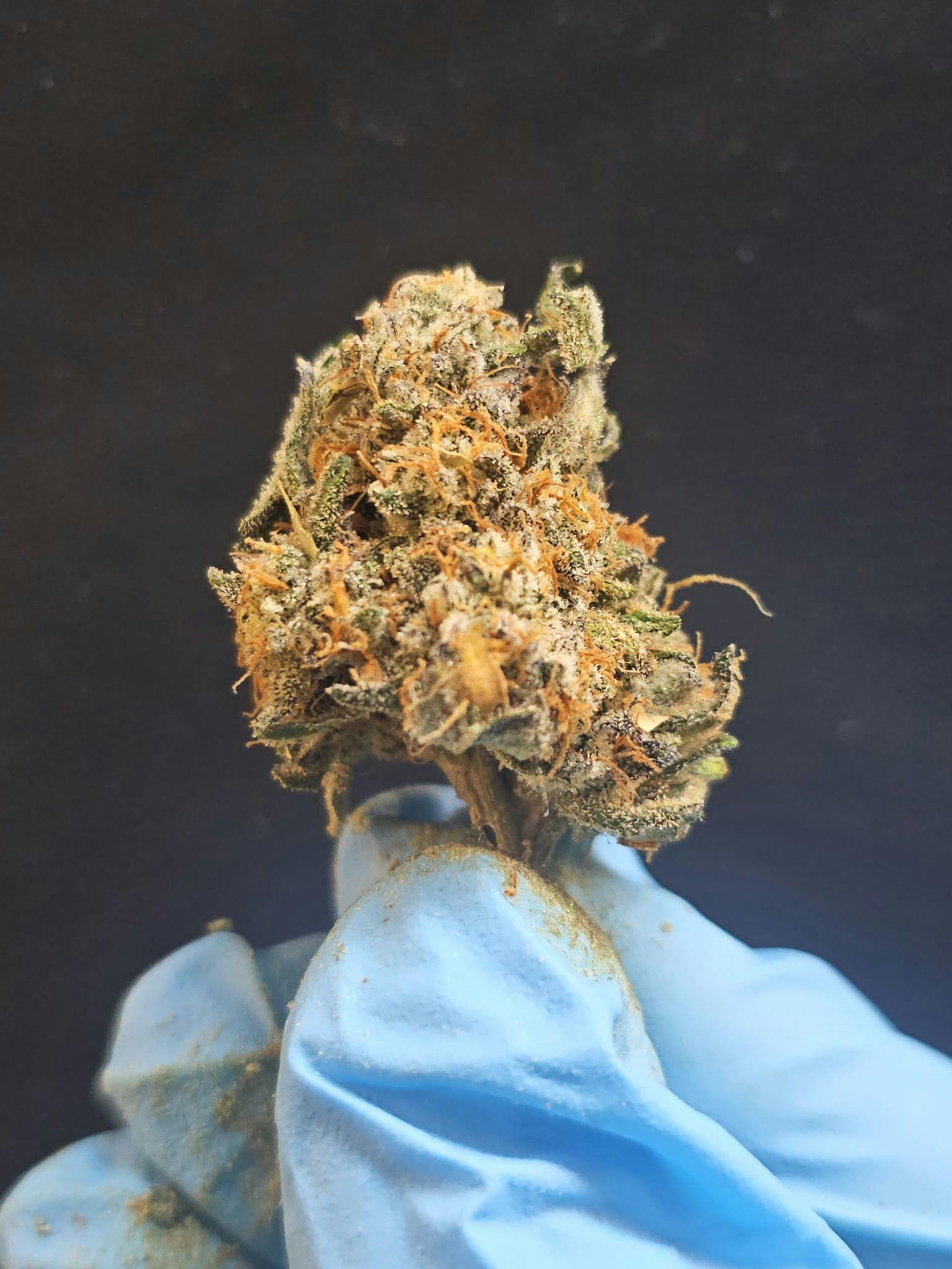 Chiquitas Farms - Red Velvet - 1