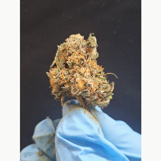 Chiquitas Farms - Red Velvet - 1