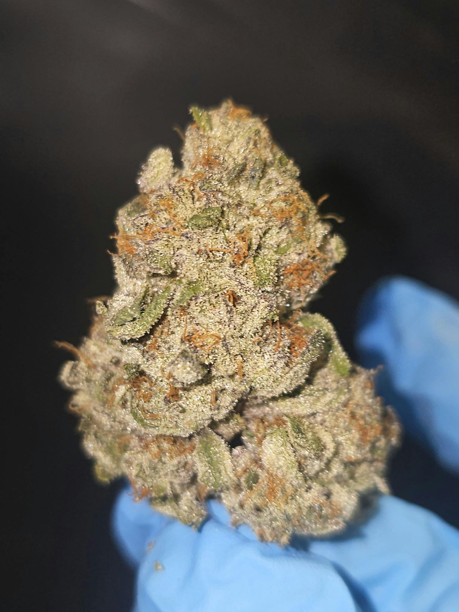 Chiquitas Farms - Grape Canyon Zkittlez - 1