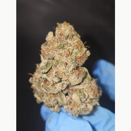 Chiquitas Farms - Grape Canyon Zkittlez - 1