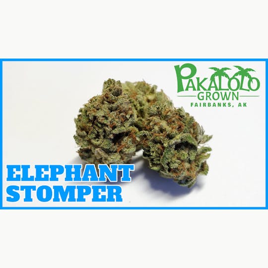 Pakalolo Supply Company - PSC | Elephant Stomper | Flower | 14G - 1