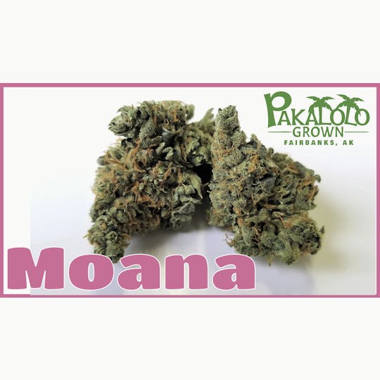 Pakalolo Supply Company - PSC | Moana | Flower | 28G - 1