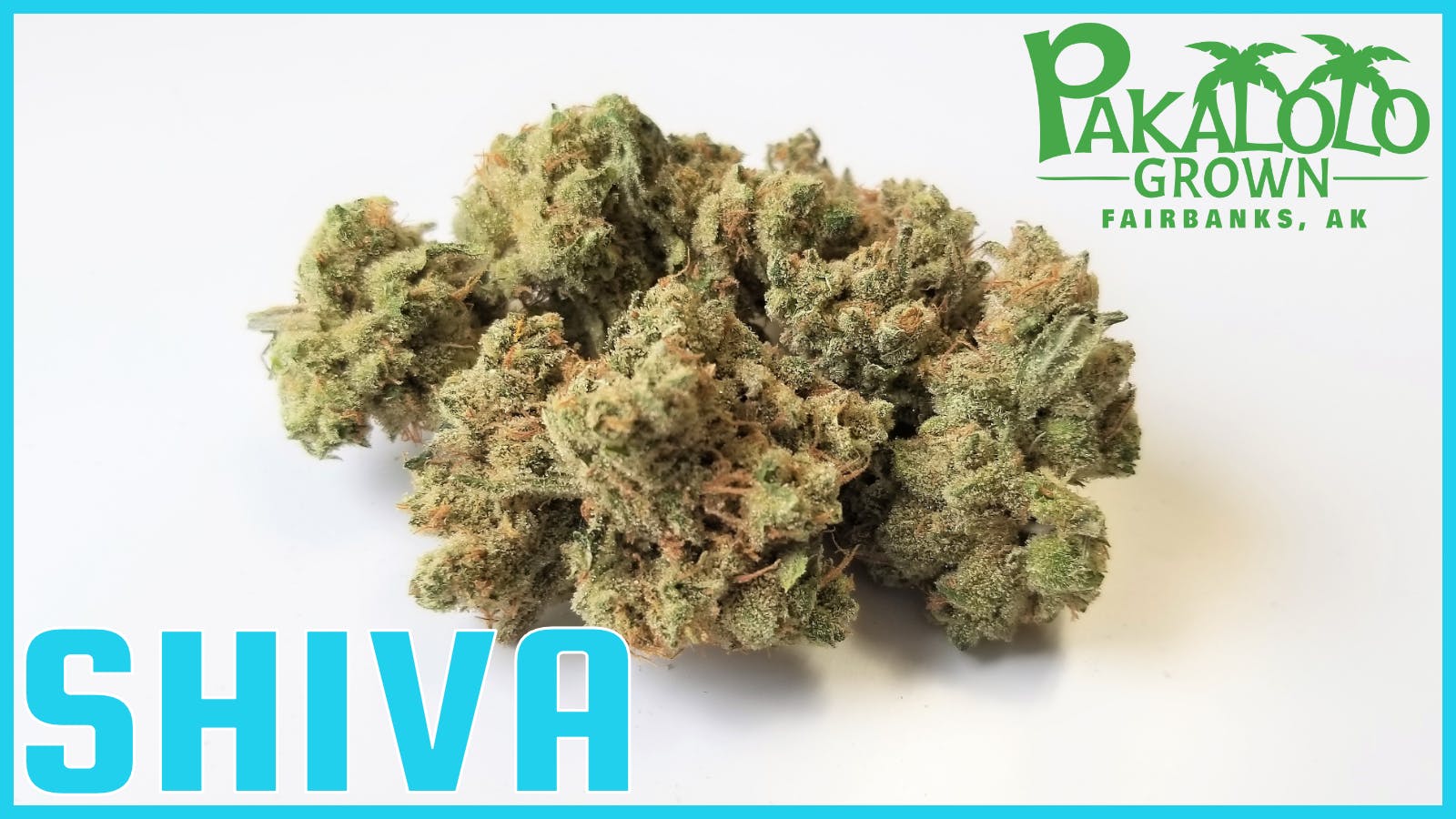 Pakalolo Supply Company - PSC | Shiva | Flower | 28G - 1